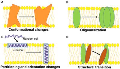 Site-Directed Fluorescence Approaches for Dynamic Structural Biology of Membrane Peptides and Proteins